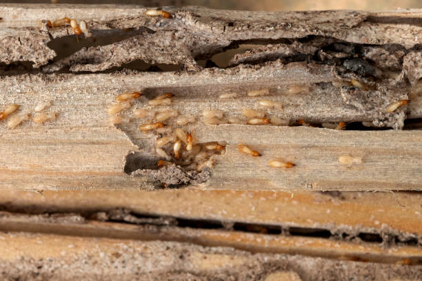 Best Emergency Pest Control  in White Haven, PA
